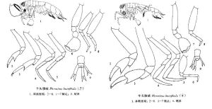 三寶擬狼戎