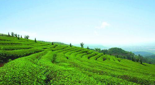 徑山茶園