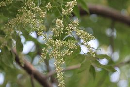 香椿花