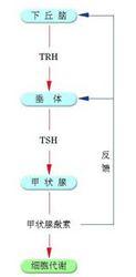 分級調節