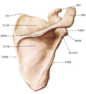 上肢帶骨