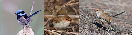 由左至右：繁殖期雄鳥，雌鳥，雄性幼鳥