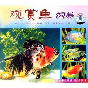 觀賞魚飼養