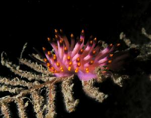 （圖）Flabellina pedata nudibranch