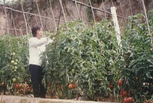 覆蓋灌水多功能地膜田間西紅柿豐收景象