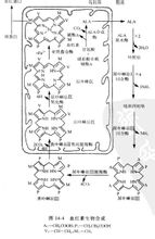 圖1：血紅素的生物合成