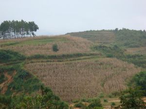 桃子樹村