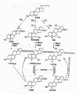 妊娠期肝內膽汁淤積症