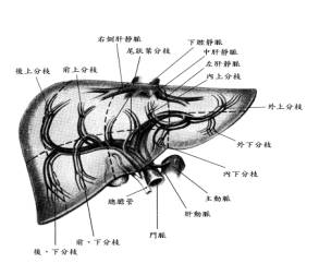 原發性心臟腫瘤