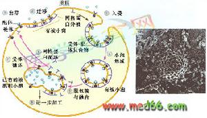 受體介導的內吞作用