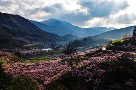 大橋鎮[四川省平武縣大橋鎮]