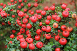 小葉紅花栒子