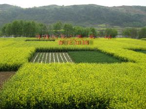 繁華似錦的油菜花開