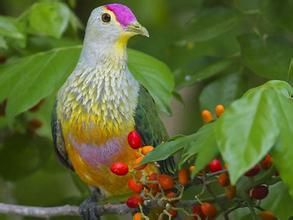 緋紅頂果鳩