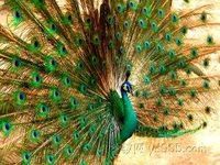 Green peafowl