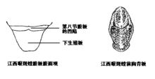 江西眼斑螳說明圖