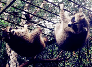 金牛嶺公園動物