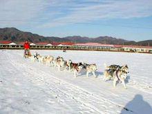 傲立於冰天雪地的風之子