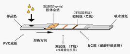 梅毒檢測卡