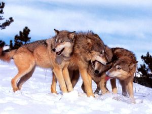 Wolf Totem