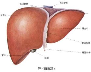 廣東肝病研究網