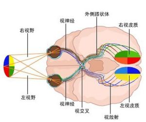 聽覺傳導通路