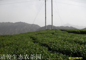 靖俊農茶園