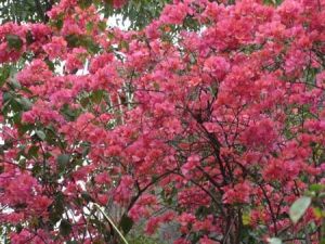 雲安縣杜鵑花生態觀賞園