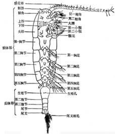 橈足類