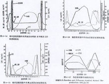 發情周期