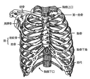 胸骨肋斷