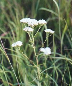 （圖）西洋蓍草