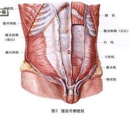 腹壁間層疝