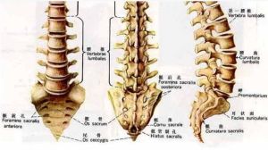 腰椎示意圖