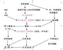 血小板[血液中的有形成分]