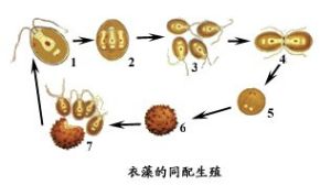 同配生殖