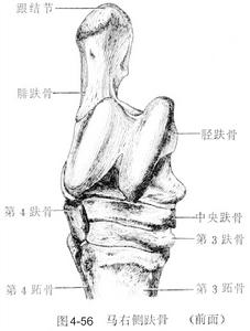 後肢骨