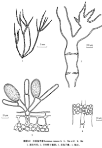 分枝魚子菜