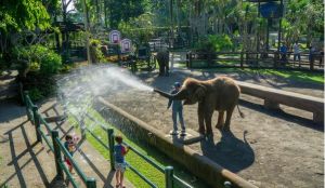 巴厘島大象公園