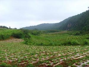 丁家麥塘村