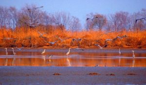 衡水湖濕地和鳥類保護區