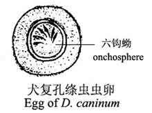 犬復孔絛蟲蟲卵