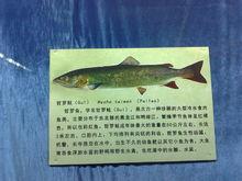 哲羅鮭魚