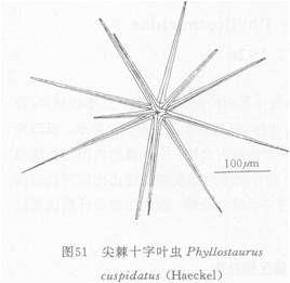 尖棘十字葉蟲