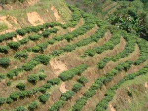 茶葉種植