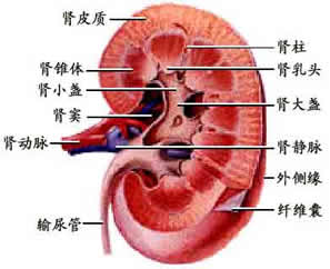 腎病尿毒症