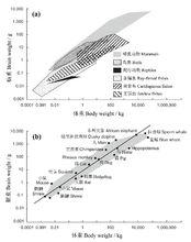 圖6 脊椎動物腦重和體重的關係（對數尺度）