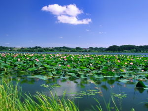 微山湖風景區