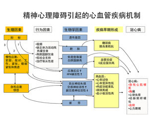 圖1抑鬱導致冠心病的可能途徑