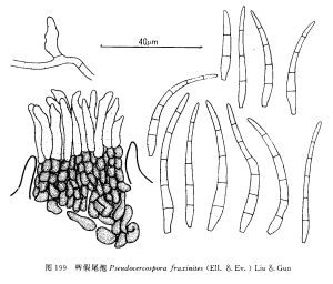 梣假尾孢